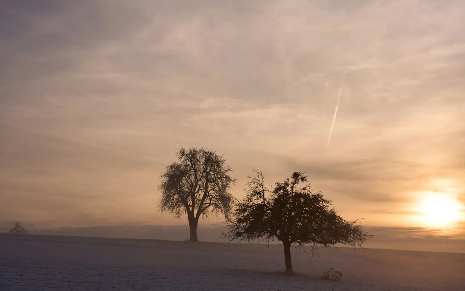 Bare trees in a foggy winter field at dawn