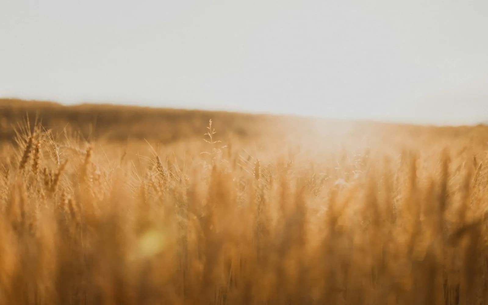 brown grass field during daytime